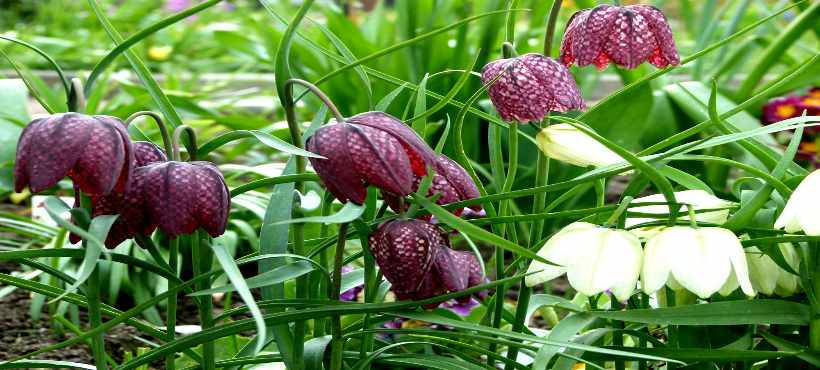 Bild von Blüten einer Schachbrettblume