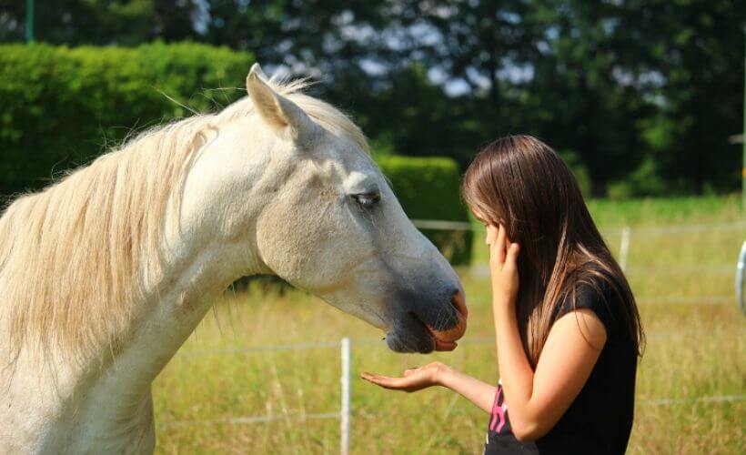 ein Mädchen hält einem weißen Pferd ein Stück Zucker vor das Maul