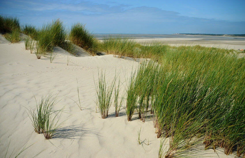 Ein breiter Sandstrand mit Dünengras.