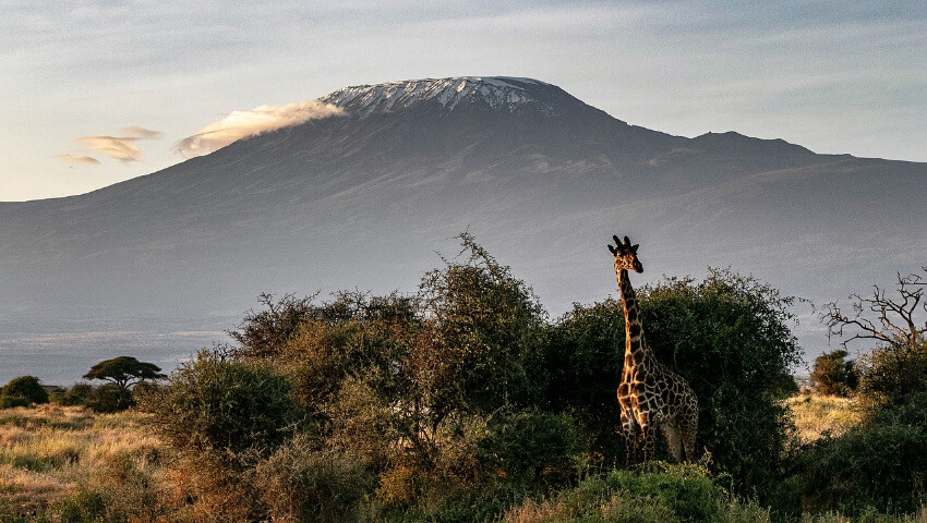 Eine Giraffe in der Savanne und Kilimandscharo mit einem Schnee bedeckten Gipfel im Hintergrund.