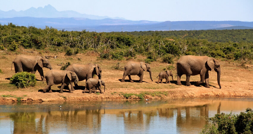 Sieben Elephanten unterwegs in der Savanne