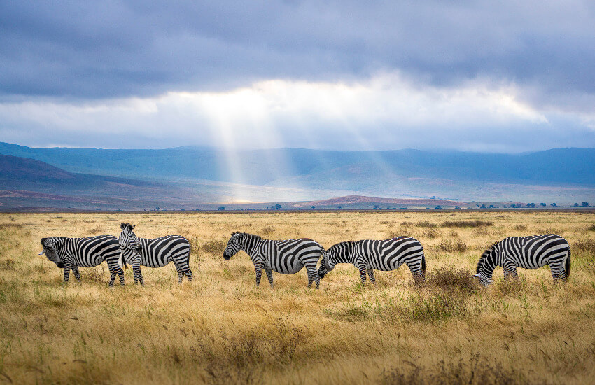 Fünf Zebras grasen in der Savanne