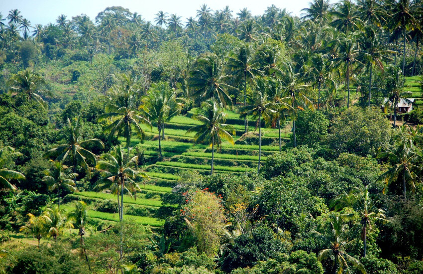 Ein Hügel mit abgestuften Reisfelder und Palmen dazwischen.