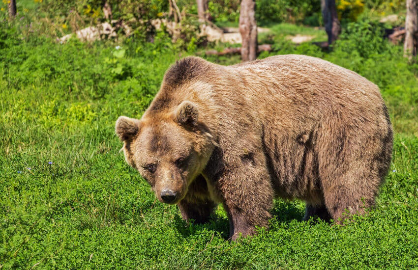 Ein großer Bär in einer grünen Waldlichchtung.