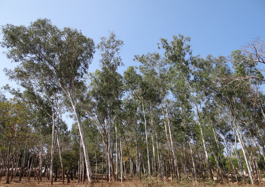 Eukalyptuswald - Bäume mit weißem Stamm und einer Krone aus grünen Blättern.