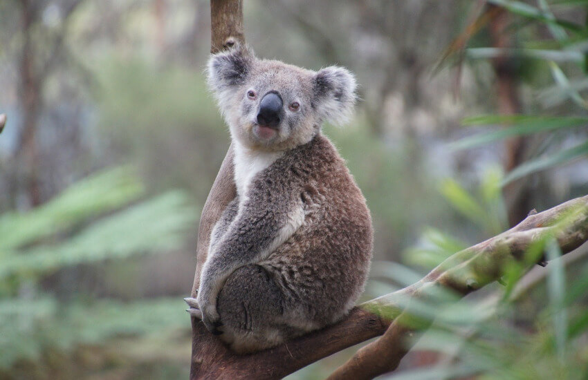 Ein Koala sitzt in einem Eukalyptusbaum.