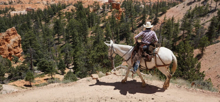 Arizona – Reiseziel für Fans der Cowboy-Tradition