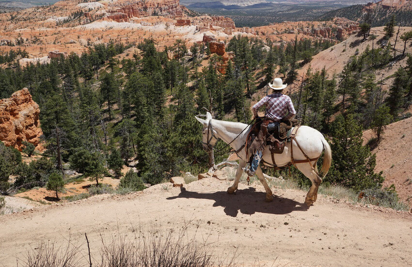 Ein Cowboy auf einem weißen Pferd in der Wildnis von Arizona.