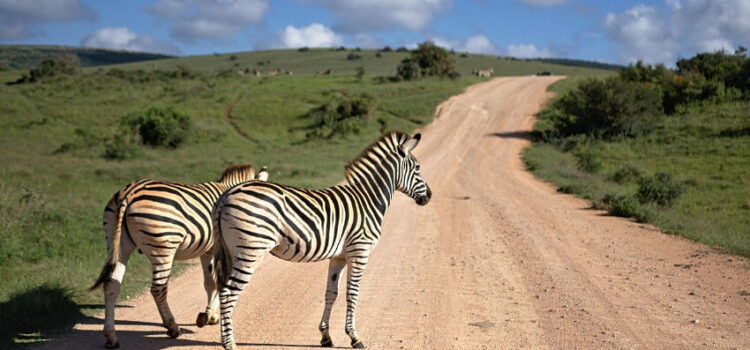 Südafrika hautnah erleben – Tipps für einen unvergesslichen Urlaub Südafrika hautnah erleben – Tipps für einen unvergesslichen Urlaub