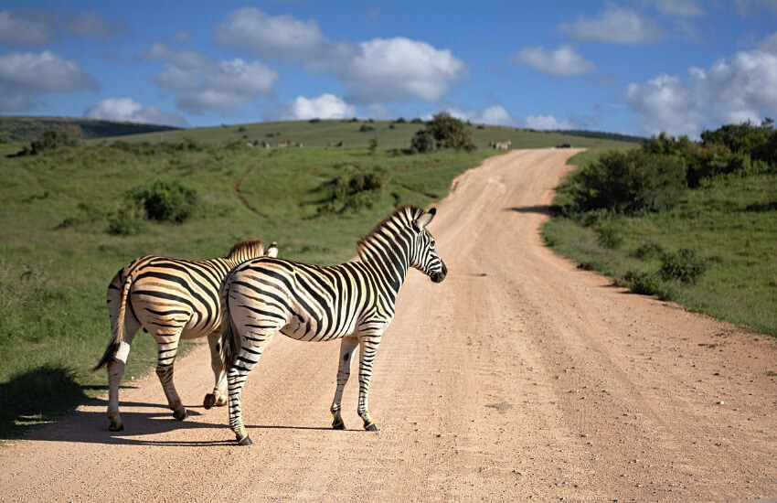 Zwei Zebras stehen an einer Schotterstraße mitten in der Wildnis Südafrikas.
